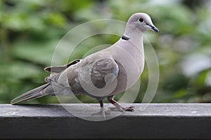 Eurasian Collared-Dove (Streptopelia decaocto)