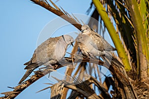 Eurasian collared dove, Streptopelia decaocto