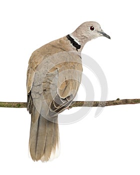 Eurasian Collared Dove, Streptopelia decaocto