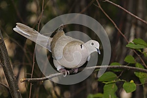 Eurasian collared dove (streptopelia decaocto )