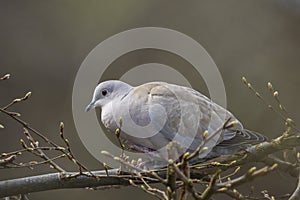 Eurasian collared dove Streptopelia decaocto