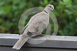 Eurasian Collared-Dove (Streptopelia decaocto)