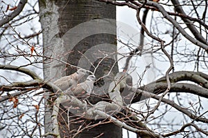 Eurasian collared dove (Streptopelia decaocto) bird couple sitting on a tree branch