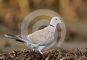 The Eurasian collared dove Streptopelia decaocto close up portrait