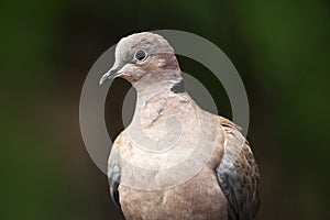 Eurasian Collared Dove, Streptopelia decaocto, detail portrait of garden bird, dark green forest habitat, France