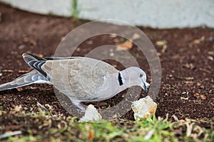 Eurasian Collared Dove, Streptopelia decaocto, eating bread leftovers on the ground. Puerto Rico, Gran Canaria in Spain