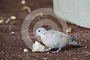 Eurasian Collared Dove, Streptopelia decaocto, eating bread leftovers on the ground. Puerto Rico, Gran Canaria in Spain