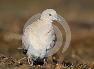 The Eurasian collared dove Streptopelia decaocto