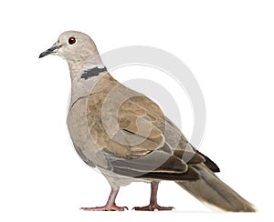 Eurasian Collared Dove, Streptopelia decaocto