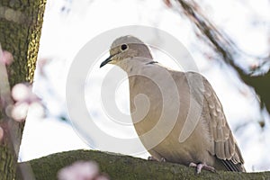 Eurasian collared dove Streptopelia decaocto nesting in a tree
