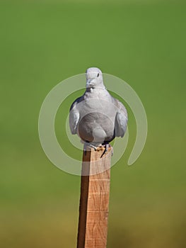 Eurasian collared dove (Streptopelia decaocto)