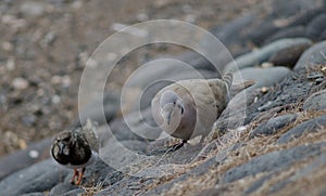 Eurasian collared dove Streptopelia decaocto and ruddy turnstone Arenaria interpres.