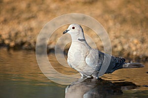 Eurasian collared dove Streptopelia decaocto stands in the water