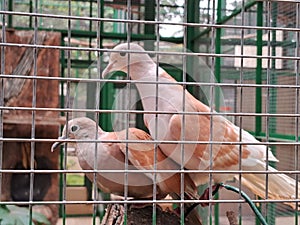 Eurasian collared dove & x28;Streptopelia decaocto& x29; on a tree branch in a cage.