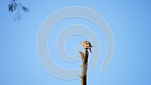 Eurasian Collared Dove or Streptopelia shivering from cold winter. Common ground dove fluttering wings