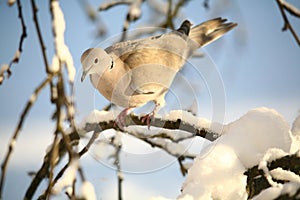 Eurasian Collared Dove in winter