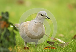 Eurasian collared dove (Streptopelia decaocto)