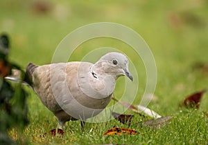 Eurasian collared dove (Streptopelia decaocto)