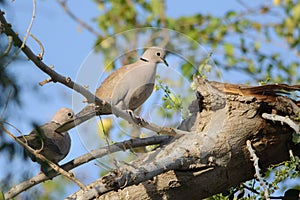 Eurasian Collared Doves