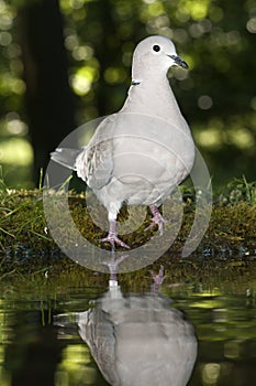 Eurasian collared pigeon - Streptopelia decaocto