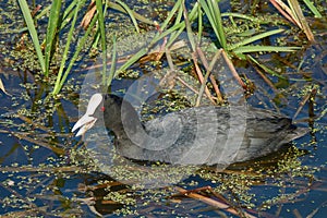 Eurasian Coot (Fulica atra) looking for food near a thicket of young cattails