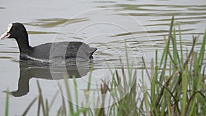 Eurasian or Common Coot (Fulica atra). Coot quickly swims along thickets of green shoots of cattail in search of food