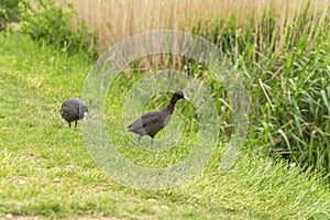 Eurasian common coot (Fulica atra) standing on grass