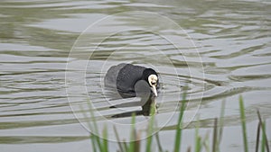 Eurasian or Common Coot (Fulica atra). Waterfowl fussily swims and pecks food from the surface of the water