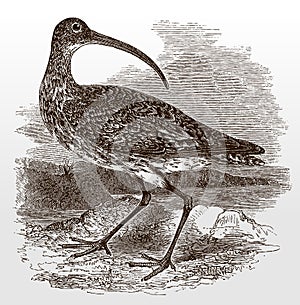 Eurasian or common curlew, numenius arquata in side view looking backwards