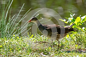 Eurasian common moorhen Gallinula chloropus also known as marsh hen