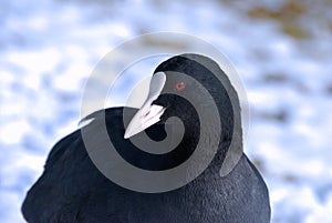 Eurasian coot