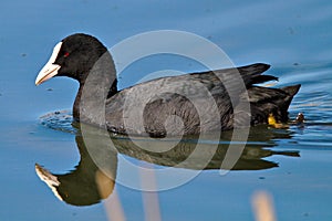 Eurasian Coot