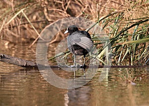 Eurasian coot