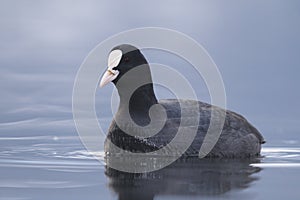 Eurasian Coot