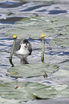 Eurasian coot