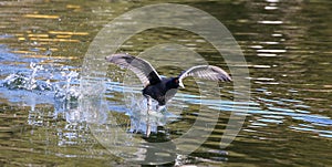 Eurasian Coot