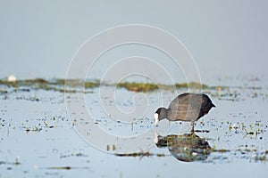 Eurasian coot