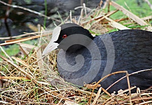 Eurasian coot