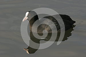 An eurasian coot