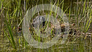 Eurasian coot around het nest with chicks in a lake with reed