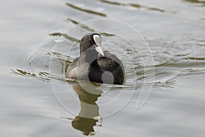 Eurasian Coot bird