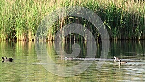 Eurasian coot birds with chicks swimming in lake