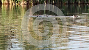 Eurasian coot birds with chicks swimming in lake