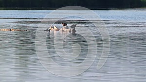 Eurasian coot birds on tree trunk in blue water