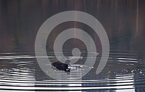 Eurasian coot centered in rings on water on a calm lake. photo