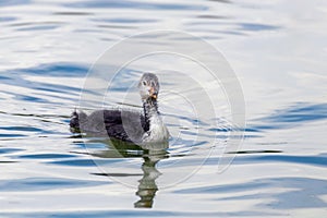 Eurasian Coot Chick Fulica atra Swimming