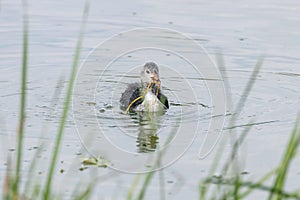 Eurasian Coot Chick Fulica atra Swimming