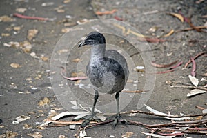 The eurasian  coot chick is walking along the path