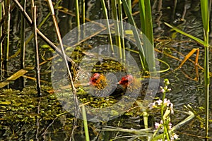 Eurasian coot chicks hiding in green reed photo