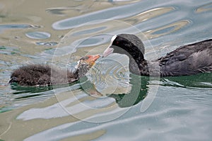 Eurasian Coot and chik